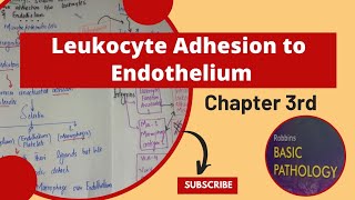 Leukocyte adhesion to endotheliumLeukocyte recruitment to sites of InflammationRobbins Pathology [upl. by Mccarthy670]