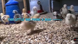 The great bug chase Baby chicks find a bug [upl. by Faber]