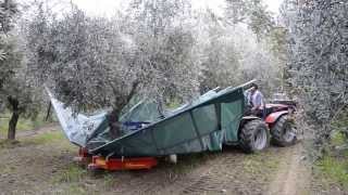 raccolta olive con scuotitore berardinucci [upl. by Thera749]