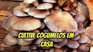 COMO CULTIVAR COGUMELOS COMESTÍVEIS EM CASA  COGUKIT [upl. by Jala944]