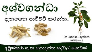 අශ්වගන්ධා  පුරුෂ ශක්තිය වඩවන අමුක්කරා ගැන දැනගෙන පාවිච්චි කරන්න  Amukkara [upl. by Nosdrahcir]