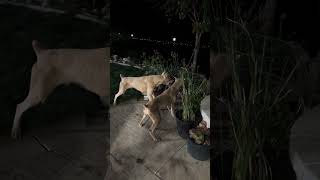 2 White Doberman United vs 1 Pitbull it’s a bully fight Pitbull stand her ground [upl. by Etnuaed]