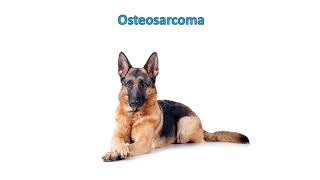 Osteosarcoma in dogs  Clinical signs symptoms Diagnosis Treatment Prognosis [upl. by Alrahc459]