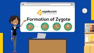 Formation of Zygote  Embryology Student VLearning  Medical Animation  sqadiacom [upl. by Lellih492]