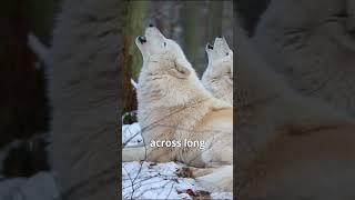 The Howl of Arctic Wolves [upl. by Patsis]