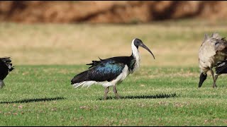 StrawNecked Ibis at Herdsman Lake Dec 2022 [upl. by Ainat]