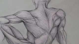 Figure Drawing Lessons 68  Anatomy Drawing For Artists  Drawing Human Anatomy [upl. by Akihsat]