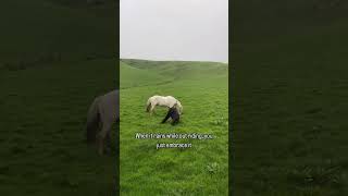 I was drenched anyway 🤷‍♀️ horses horseriding equestrian [upl. by Atnahsa34]