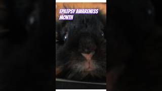 Epilepsy awareness month with Binky bunny [upl. by Kcirdla]