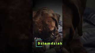 Dogo Canario dogocanario presacanario dog dogs doglover [upl. by Bogusz561]