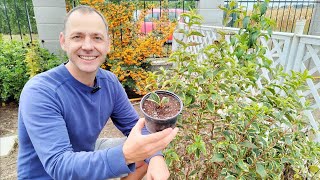 How to propagate Weigela from cuttings [upl. by Aitret]