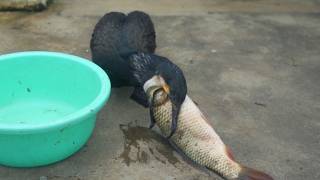 Cormorant eating a fish bigger than its head [upl. by Sansone]