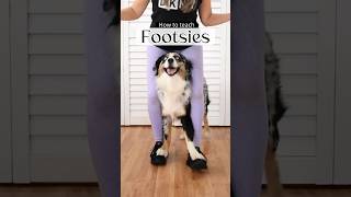 Teach your dog to Walk on your feet  footsies  trick tutorial dogtraining doglovers dogtricks [upl. by Nike]