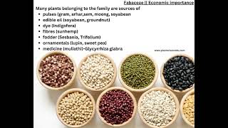 Fabaceae family Economic Importance Floral diagram and Floral Formula  Plant Taxonomy [upl. by Peednas]