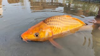 Jumbo Toy Assamble is livevideo  Traditional village boy fish catching video in River 2024 [upl. by Yerga]