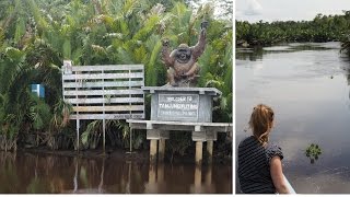 Borneo Orangutan River Cruise Vlog  Wonderful Indonesia [upl. by Eidorb]