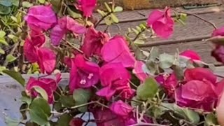 A57Propagating Bougainvillea from Cuttings A StepbyStep Guide [upl. by Tanitansy671]