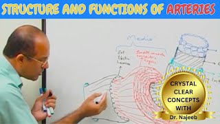 Arteries  Structure and functions🩺 [upl. by Maon286]