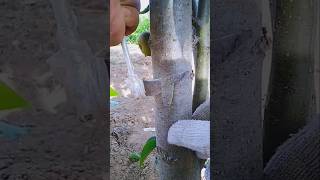 Fruit tree grafting pinterest gardenideas garden grafting [upl. by Gisella]