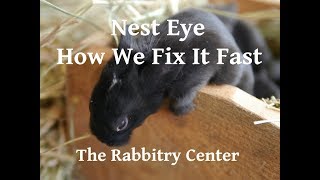 NESTBOX EYEHow We Fix It Fast2019 [upl. by Gorski]