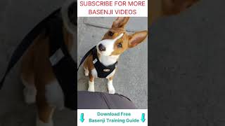 Basenji dog yodel  sound howl growl bark 🐕 shorts [upl. by Kajdan]