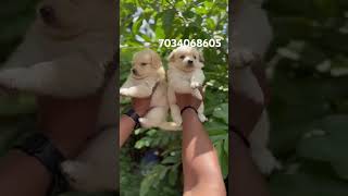 pomeranian spitz puppies for sale trivandrum keralatranspotation possible kerala puppy dog [upl. by Roti]