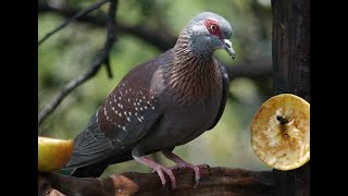 African Rock pigeon  Speckled pigeon Columba guinea [upl. by Yerxa348]