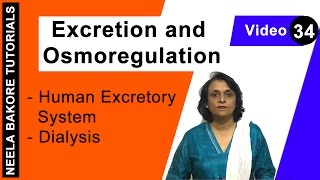 Excretion and Osmoregulation  NEET  Human Excretory System  Dialysis  Neela Bakore Tutorials [upl. by Jarad]