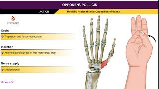 Opponens pollicis brevis  Thenar muscles  Animation without narration [upl. by Simdars]