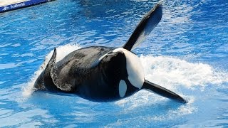 Famous SeaWorld killer whale Tilikum has died [upl. by Hannavas507]