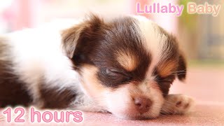 ☆ 12 HOURS ☆ Puppy Sleeping Music ♫ ☆ RELAXING MUSIC ☆ Sleep music for dogs ♫ Calm Dog [upl. by Stone]