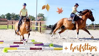 De LEUKSTE afwisseling van je SAAIE training  herfsttips  felinehoi [upl. by Cliffes]