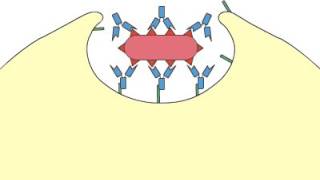 Phagocytosis Opsonization [upl. by Alistair285]