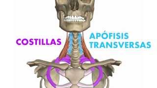 3D Músculos profundos del cuello  Escalenos [upl. by Brackely]