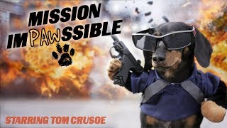 MISSION IMPAWSSIBLE  Funny Wiener Dog Action Movie [upl. by Karlotte717]