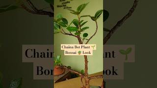 Chaina Bot Plant 🌱 Bonsai 🪴 Look  shortvideo viralvideo plants bonsai [upl. by Noitna796]