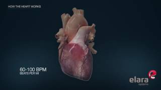 Heart in 3D Animation How the Heart Works [upl. by Sauveur696]