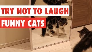 Try Not To Laugh  Funny Cat Video Compilation 2017 [upl. by Ahael162]