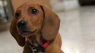 Daschund puppy  3 months stay command [upl. by Adda]