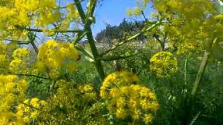 Giant Fennel of Cyprus Ferula Communis [upl. by Komarek938]