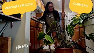 RepottingReplanting My Monstera Preciosa [upl. by Lillywhite]