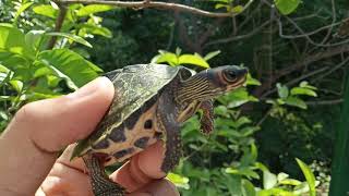 pangshura tecta care how to care indian roof turtle detailed information video [upl. by Hitt]