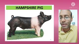 हैम्पशायर सुअर सूकर पालन पिग फार्म  How to Start Hampshire Breed Pig Farming  pure asli identify [upl. by Leticia]