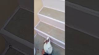 quotHoppy Hilarity Rabbits React to Funny Soundsquot [upl. by Nylirahs]