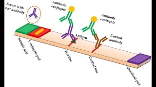 Demystifying Lateral Flow Assay Diagnostic Kit [upl. by Doyle120]