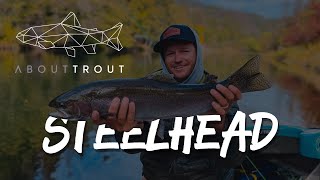 About Trout in Northern California  Steelhead amp the Lower Sac  River Report [upl. by Anawd]