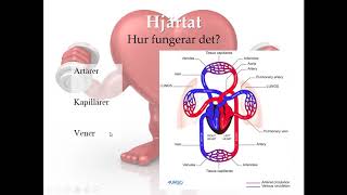Kondition Cirkulationssystemet  Träningslära 1 [upl. by Vincenta960]