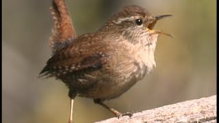 Troglodyte mignon  Wren  Zaunkönig  Troglodytes troglodytes [upl. by Ecirtaemed]