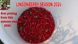 Lingonberry season 2024 Lets picking for jam winter stock Simply B in Finland [upl. by Lawton615]