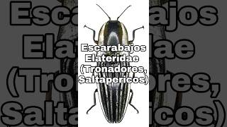 Escarabajos Elateridae escarabajo foresis tanatosis leonguanajuato fyp shorts insecto martes [upl. by Gnok]